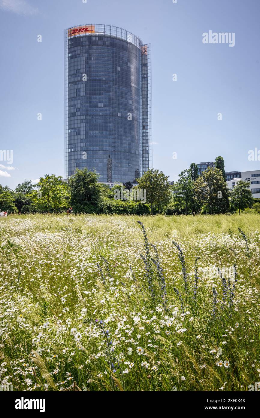 Vista dal bacino del Reno alla Torre postale, sede della società di logistica Deutsche Post DHL Group, Bonn, Renania settentrionale-Vestfalia, Germania Foto Stock