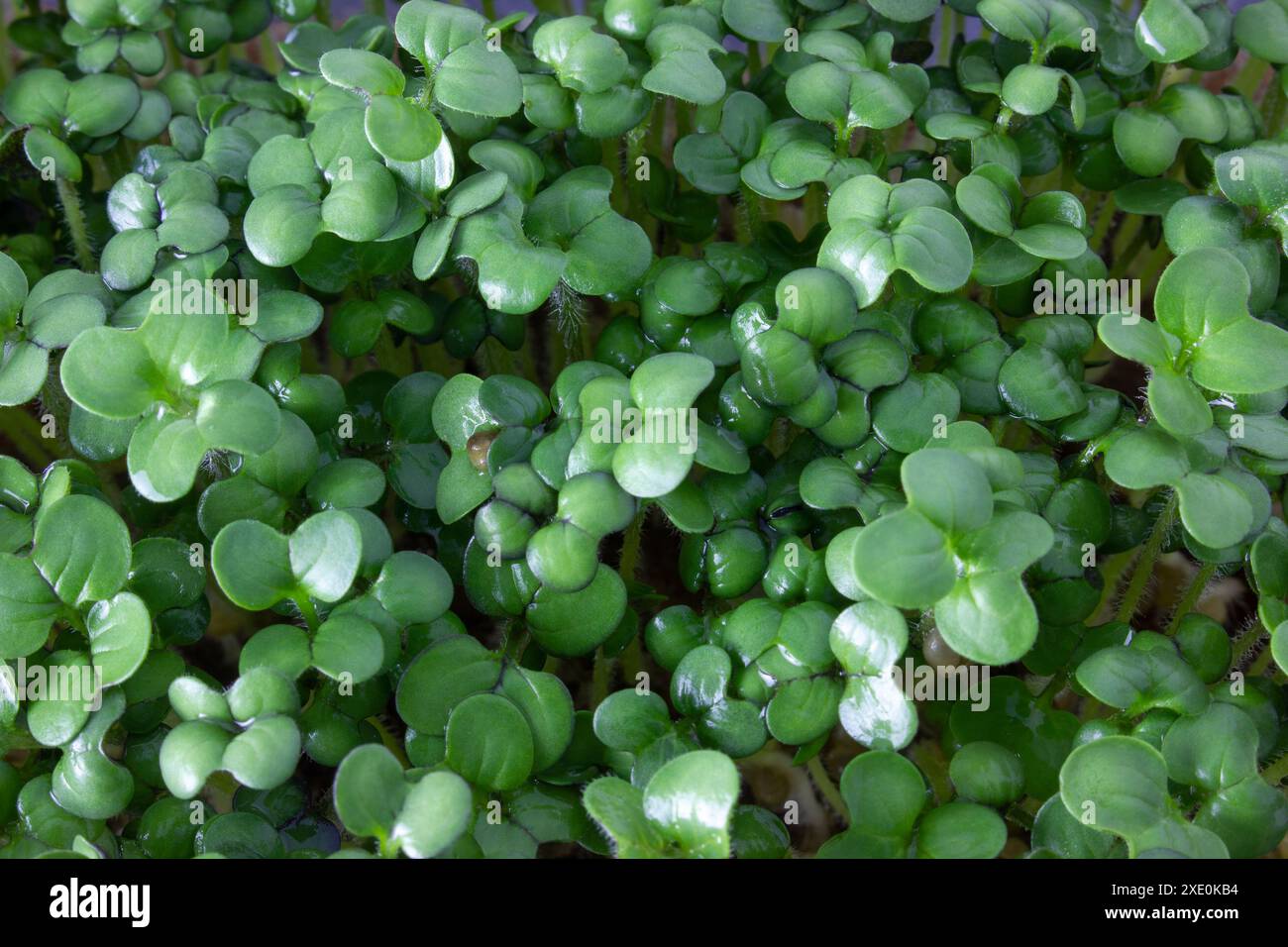 I microgreens di senape. Germogli di microgreen per una sana cucina vegana. Piccoli germogli di senape primo piano. Foto Stock