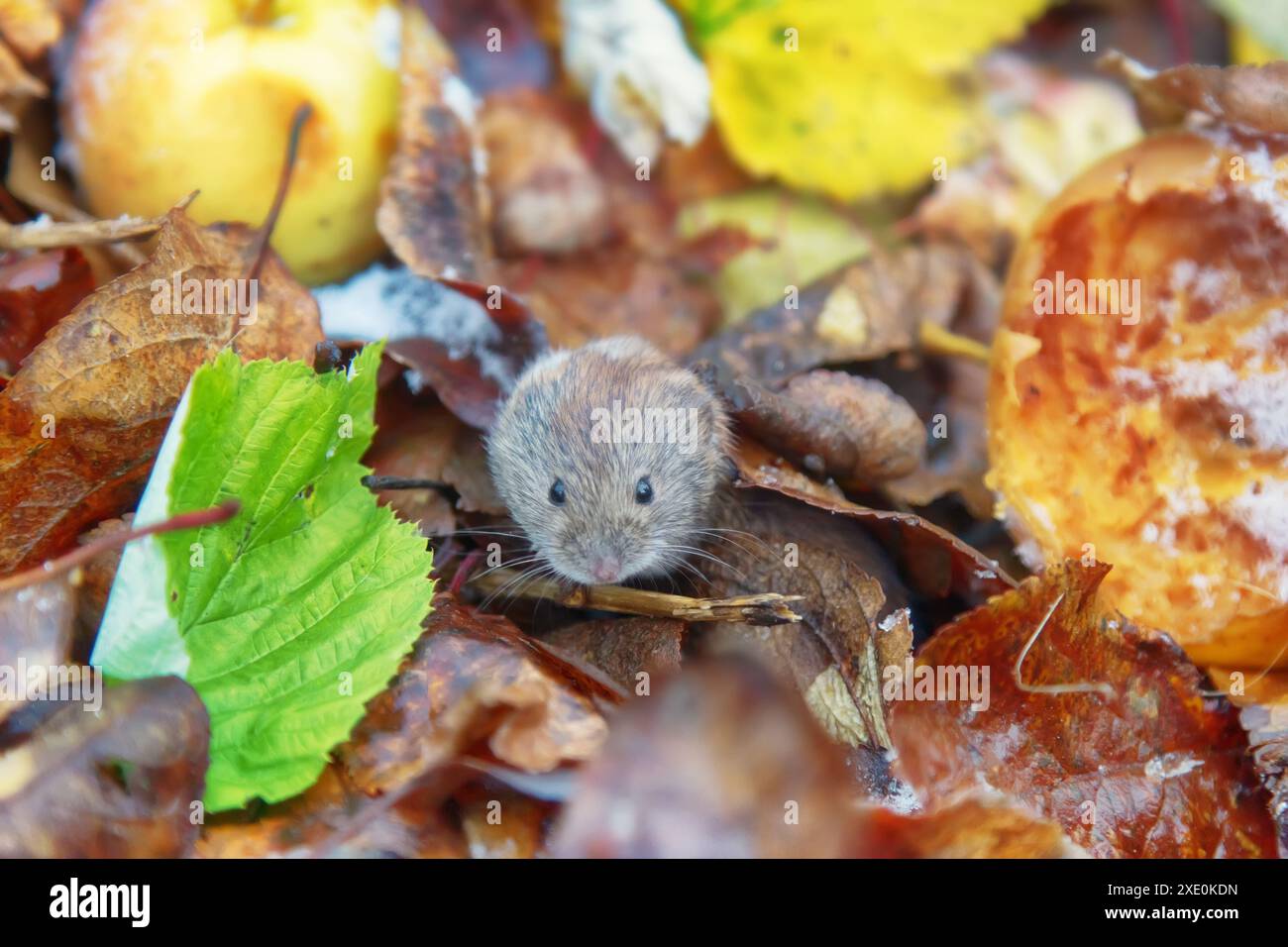 Le volpe si nutrono di mele in giardino Foto Stock