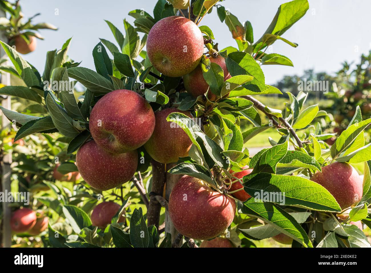 Primo piano di mele rosse mature che crescono su un melo, mele fresche e succose nel frutteto pronto per la raccolta, Kressbronn, Baden-Wuerttemberg, Germania Foto Stock