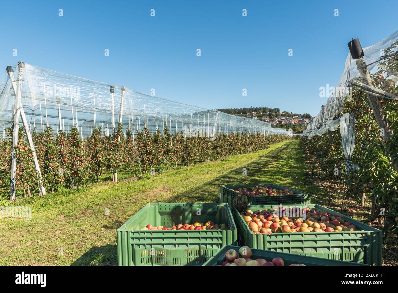 Grandi scatole di mele appena raccolte nel meleto di Kressbronn am Bodensee, Baden-Wuerttemberg, Germania Foto Stock