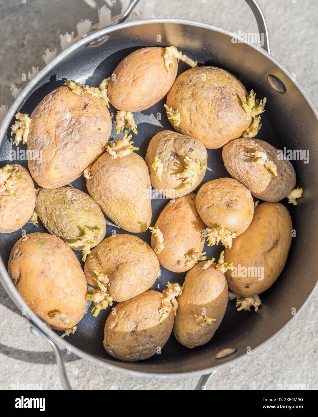 Vecchie patate stropicciate in pentola di cottura - patate germogliate per cucinare Foto Stock