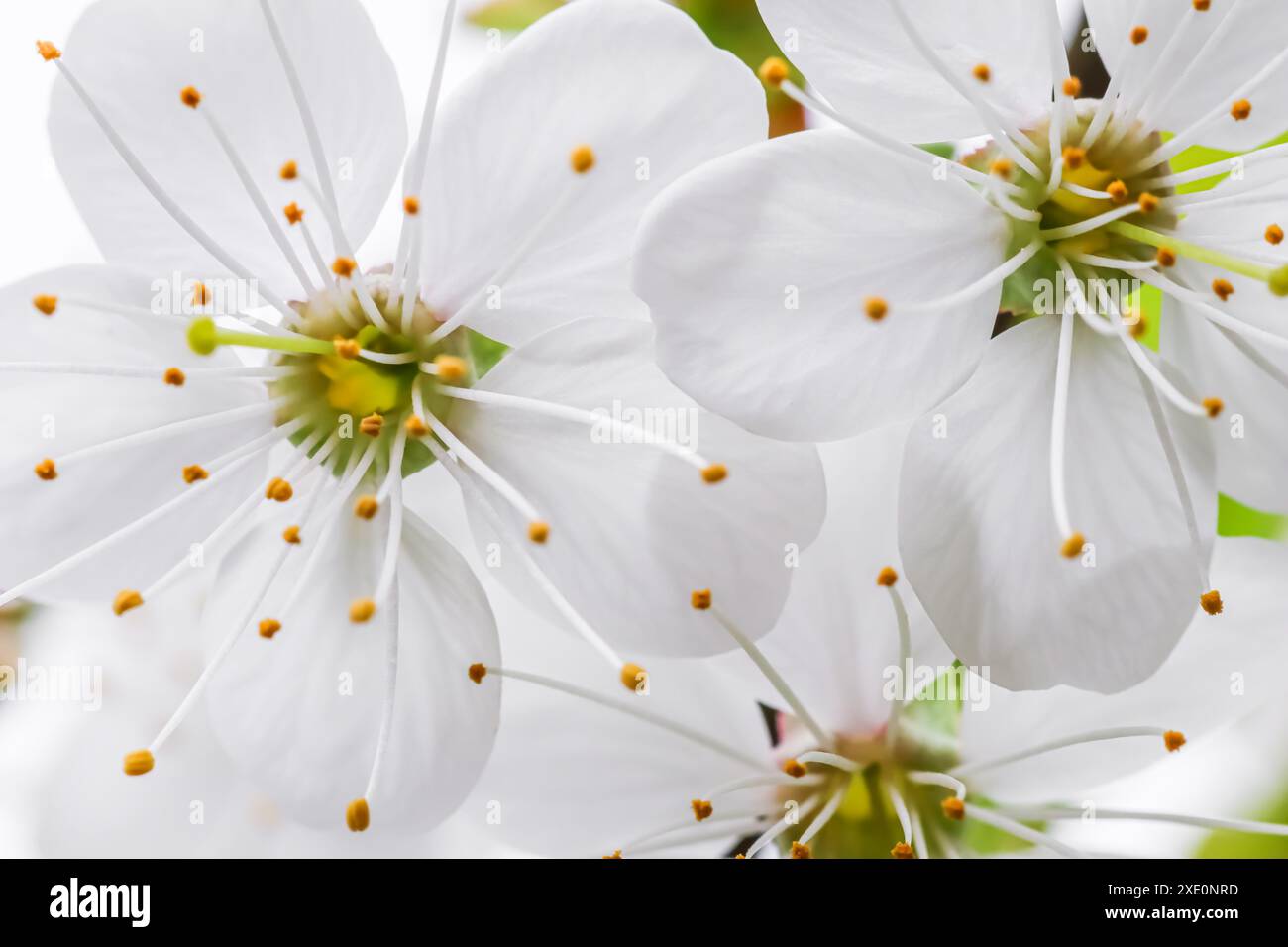 Splendidi fiori di prugna bianchi nel giardino primaverile Foto Stock