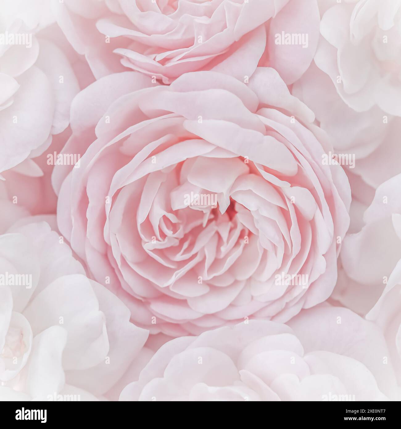 Rose rosa pallido. Messa a fuoco morbida. Sfondo di fiori macro per il design delle vacanze. Foto Stock