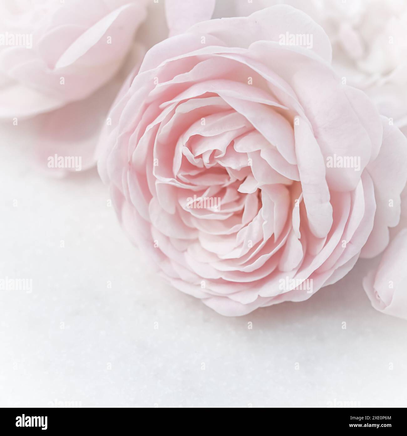 Rosa chiaro fiore isolato su sfondo bianco. Messa a fuoco morbida Foto Stock