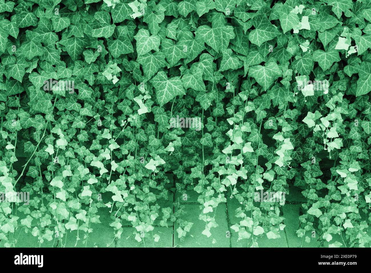ivy nome scientifico Hedera pianta utile come sfondo Foto Stock