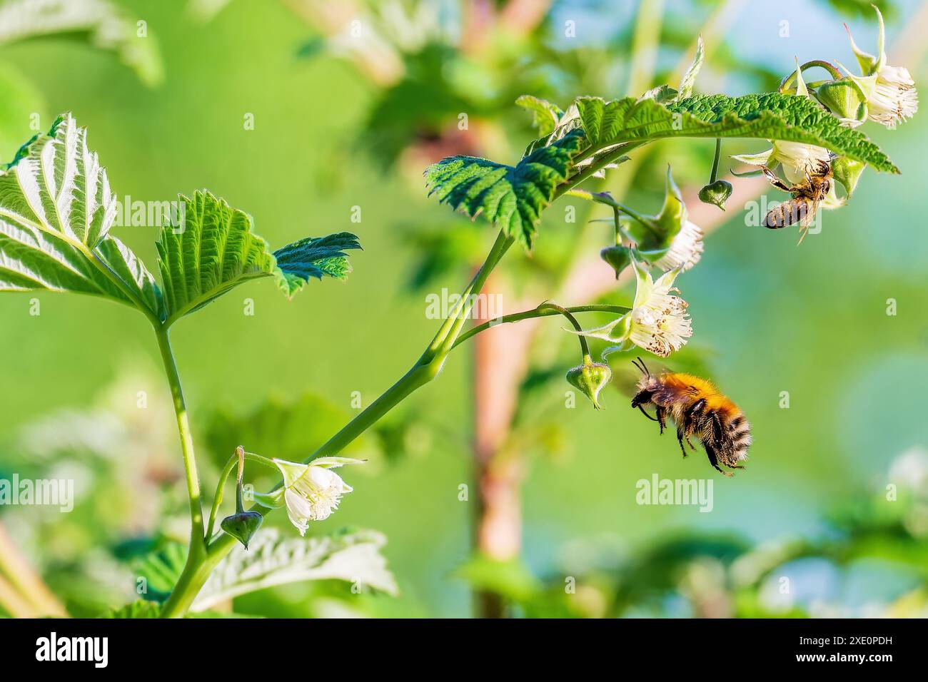 Bumblebee in volo e l'ape è sul fiore. Insetti che impollinano i fiori di lampone Foto Stock