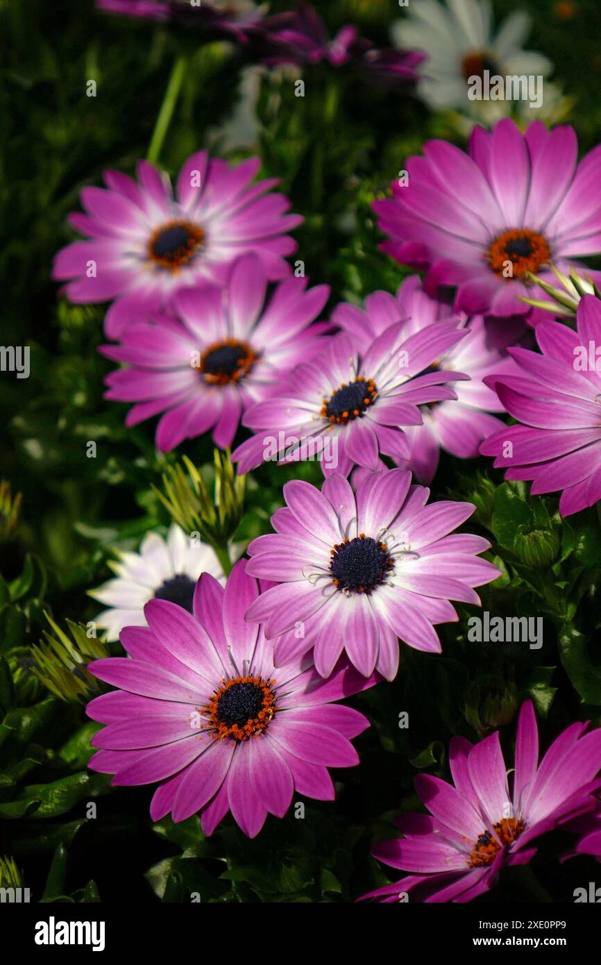 Osteospermum Foto Stock