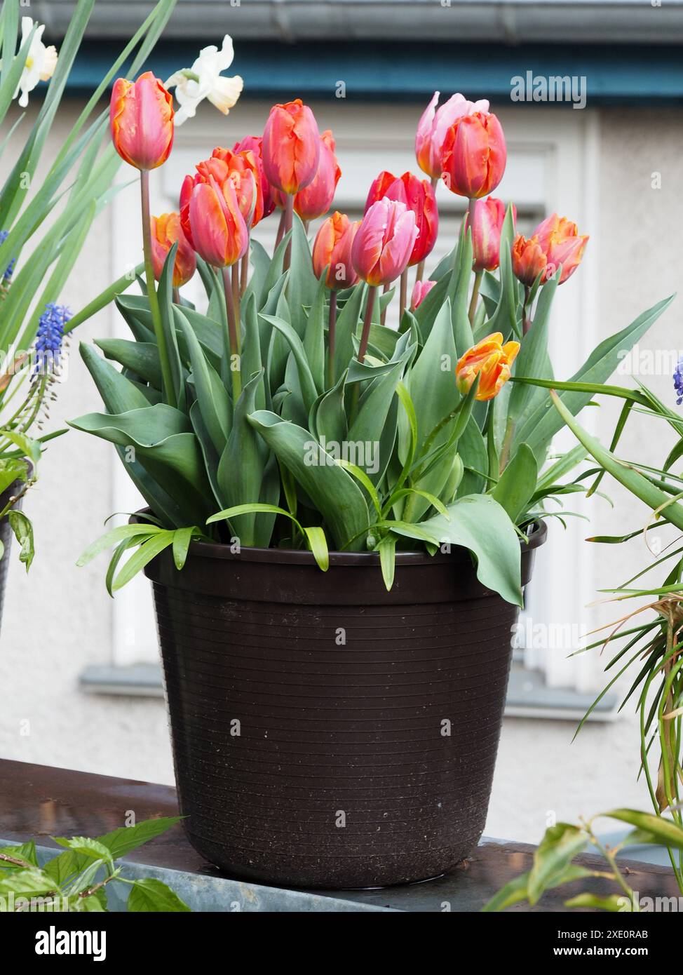 Vaso di fiori con tulipani in terrazza Foto Stock