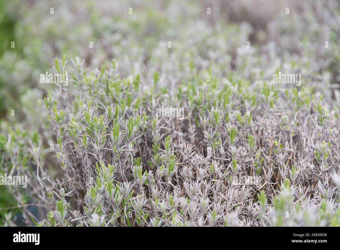 Coltivazione della lavanda in campo - pianta medicinale ed aromatica Foto Stock