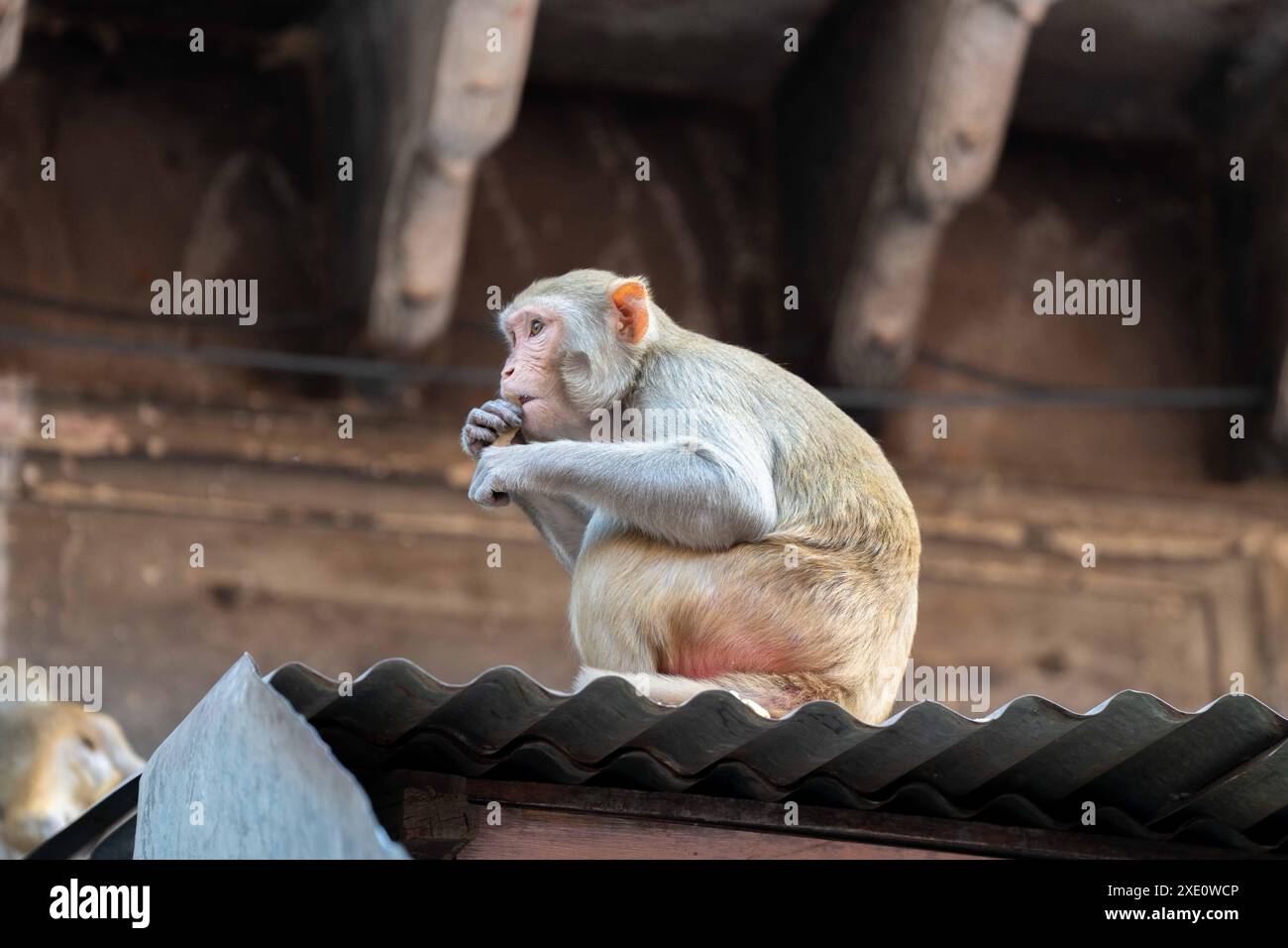 Rhesus monket seduto su un tetto di latta a mangiare Foto Stock