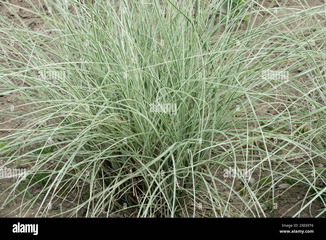 Erba Miscanthus sinensis "luce del mattino" Foto Stock