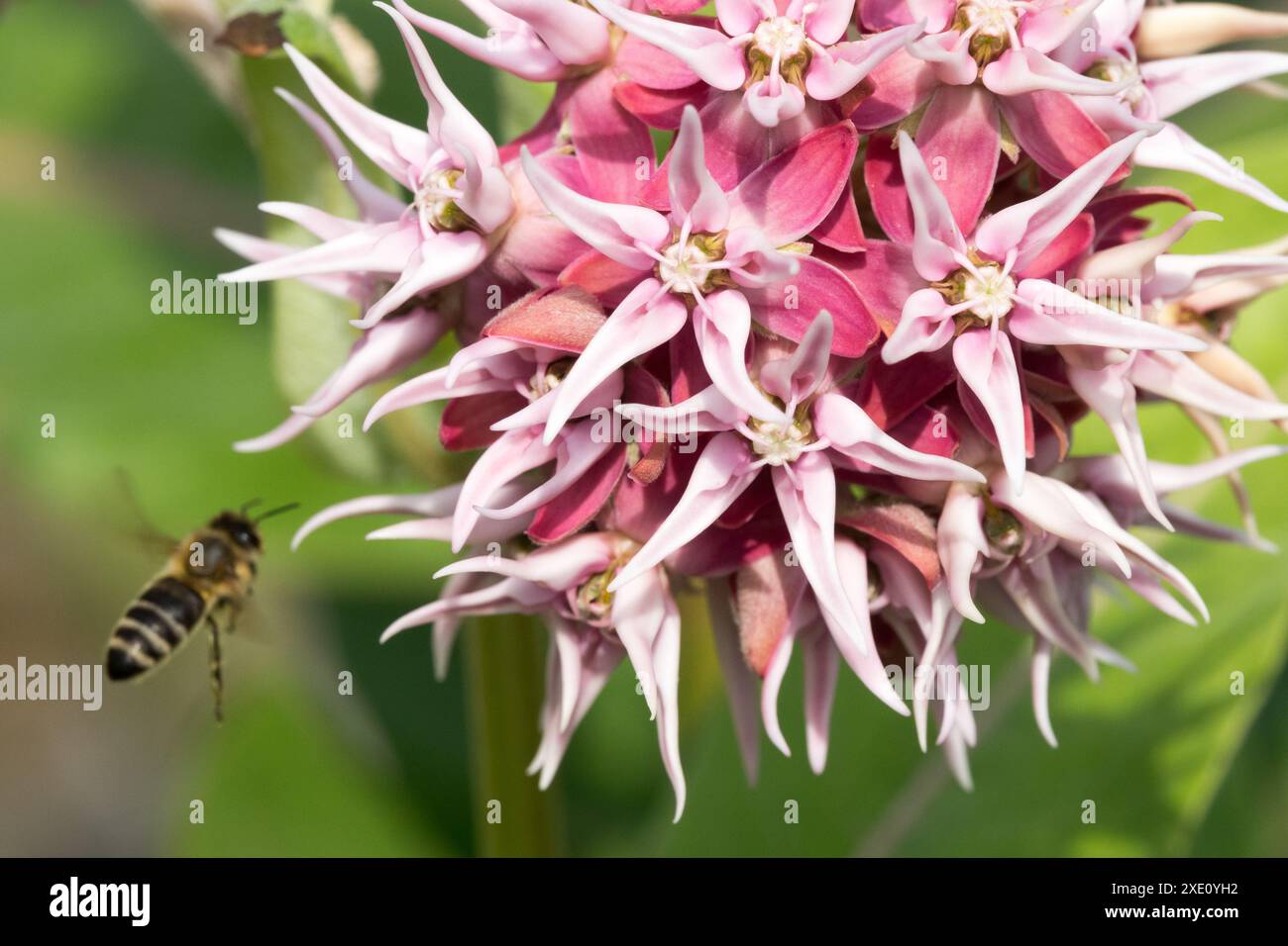 Honey Bee volando per fiorire Wild Milkweed Asclepias speciosa Honey Bee volando vicino a Flower Foto Stock