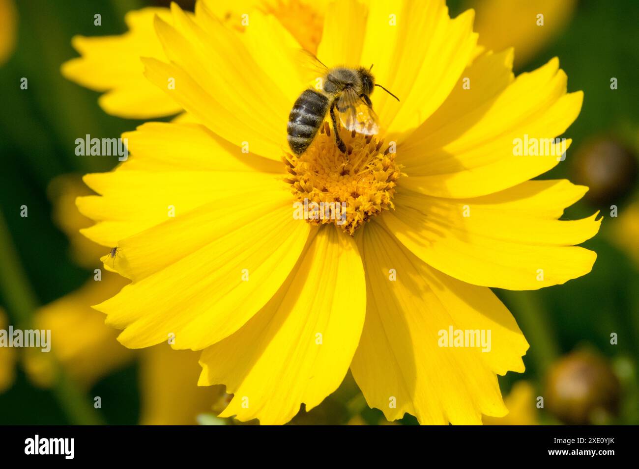 Apis mellifera European Honey Bee Honeybee on Flower Lanceleaf Coreopsis lanceolata Flowering Sand Lance Tickseed Foto Stock