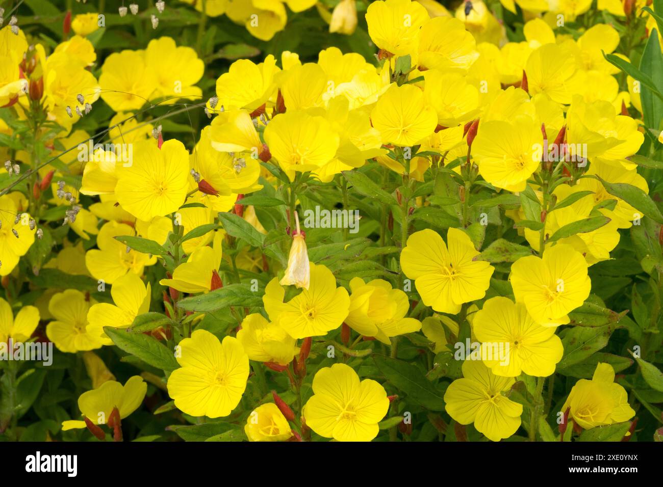 Primrose della sera gialla, Oenothera pilosella "Yella Fella" Foto Stock