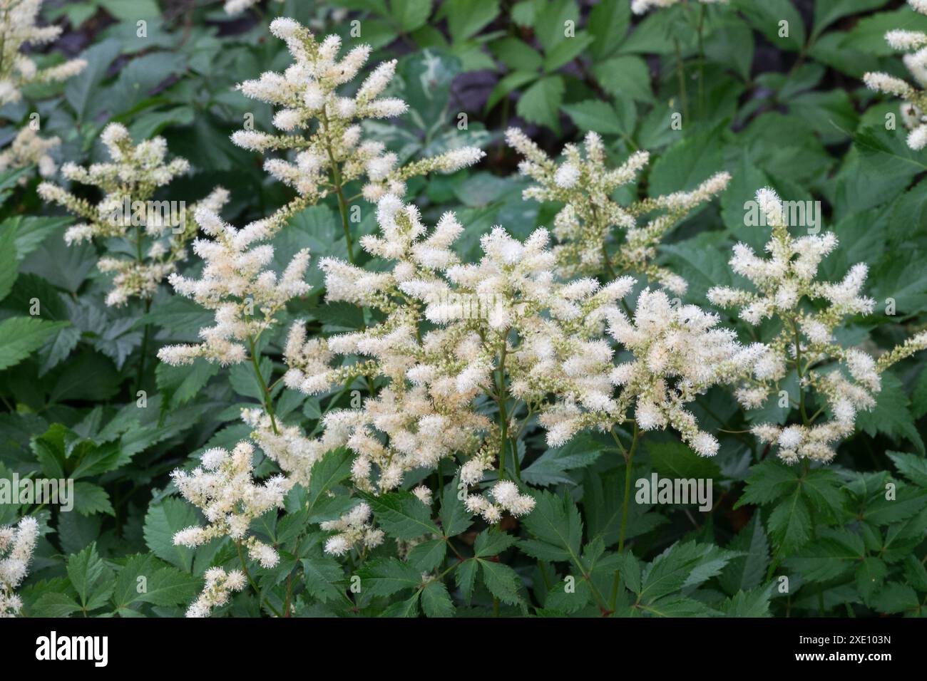 Hardy, Astilbe Japonica "Washington", fiore bianco ibrido Foto Stock