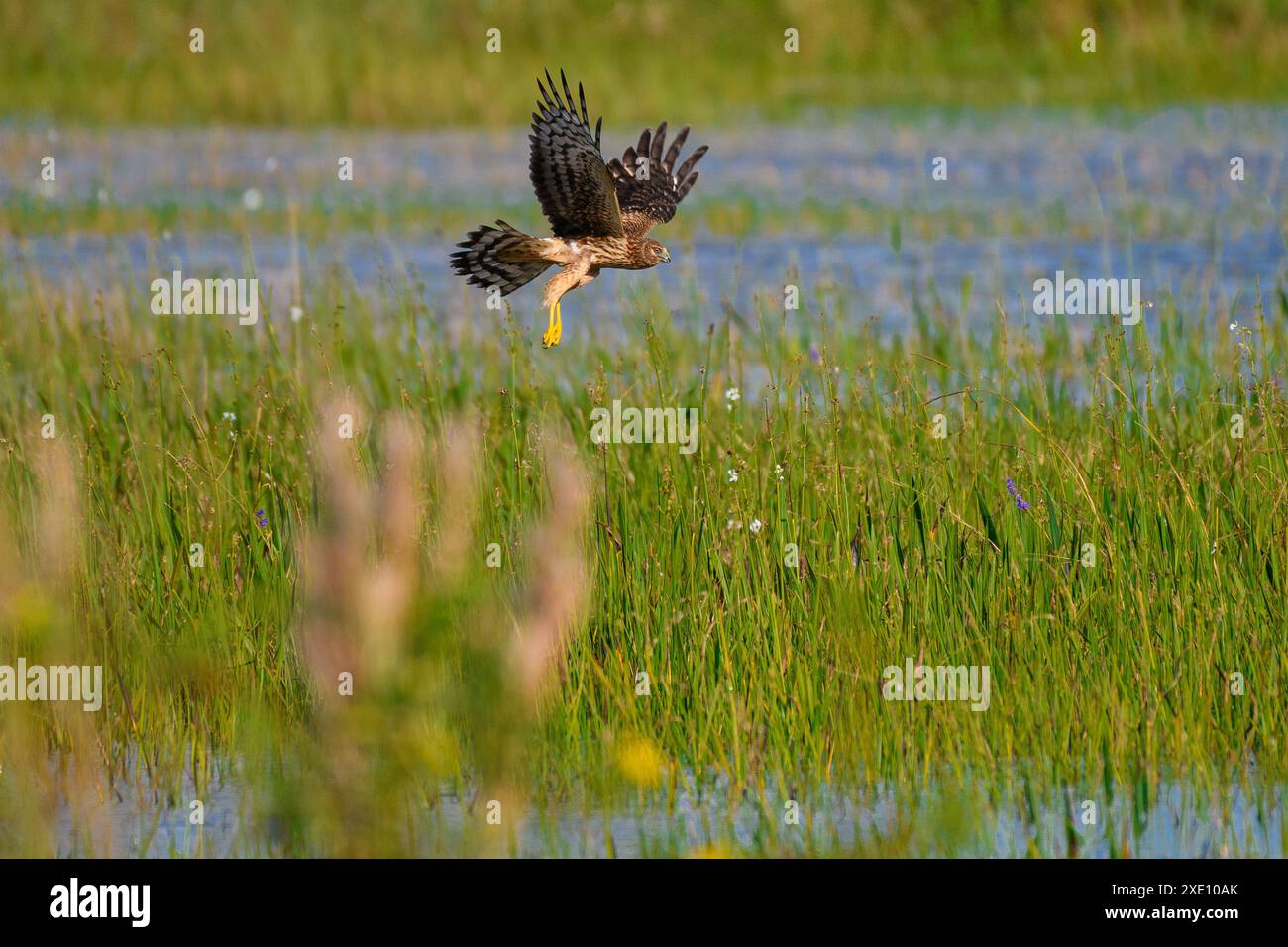 Northern Harrier che si libra sulla palude Foto Stock