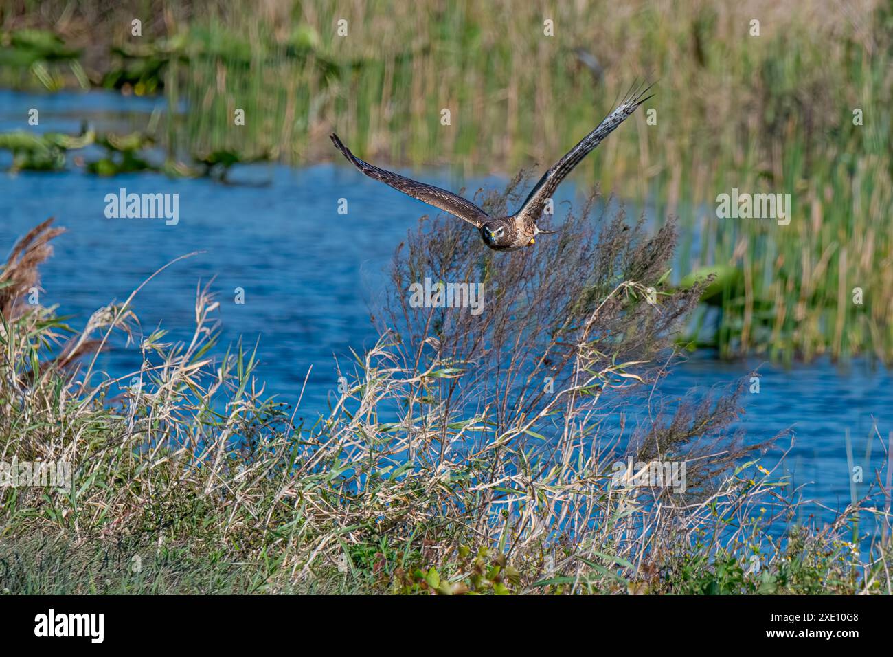 Northern Harrier che si libra sulla palude Foto Stock