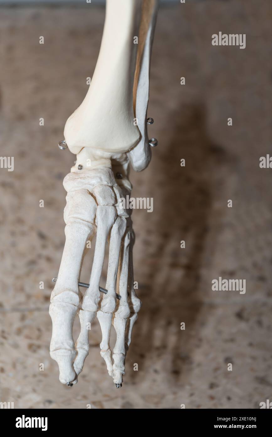 Piede - dettaglio del modello di scheletro medico, anatomia Foto Stock