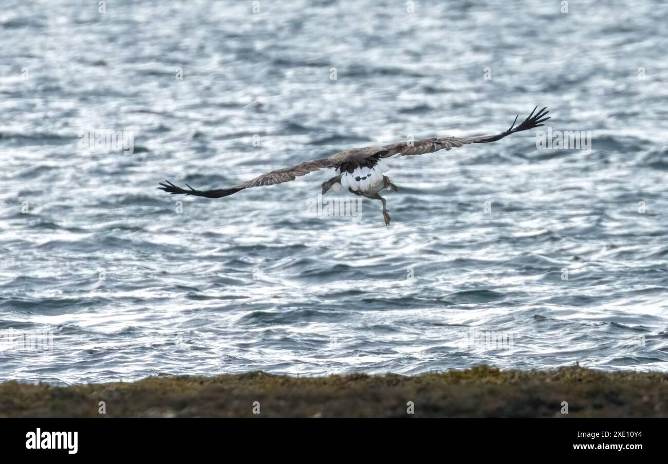 Aquila di mare dalla coda bianca con le sue prede, un grigilag gosling in volo Foto Stock