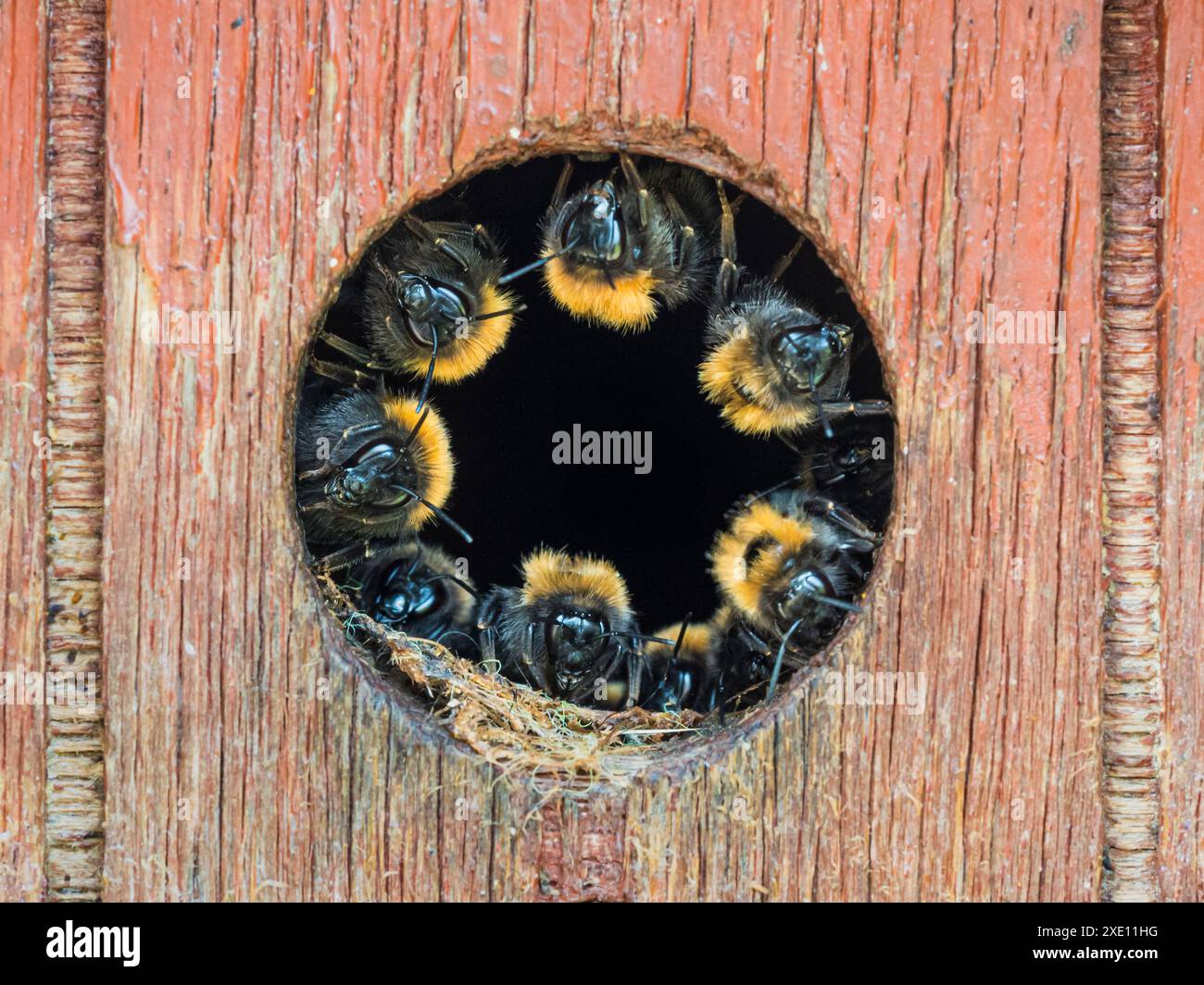 Bumblebees (Bombus hypnorum) all'ingresso del nido di uccelli, Martlesham, Suffolk Foto Stock