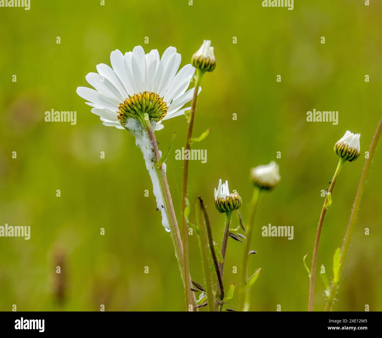Cuculo sputò sul gambo di una margherita causata da ninfe froghopper Foto Stock