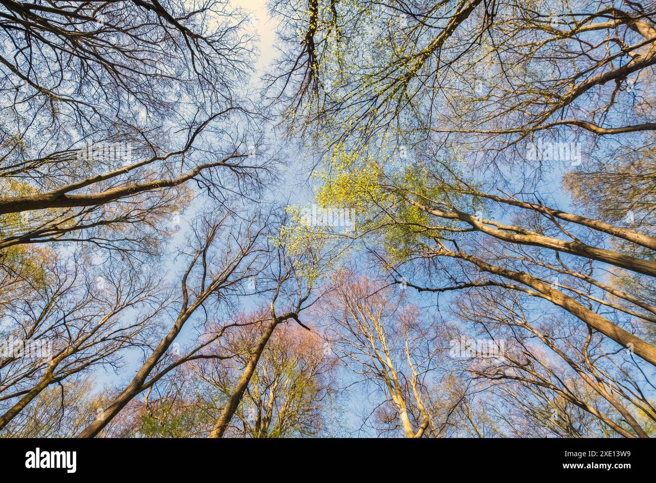 Cime di alberi verdi nella foresta primaverile Foto Stock