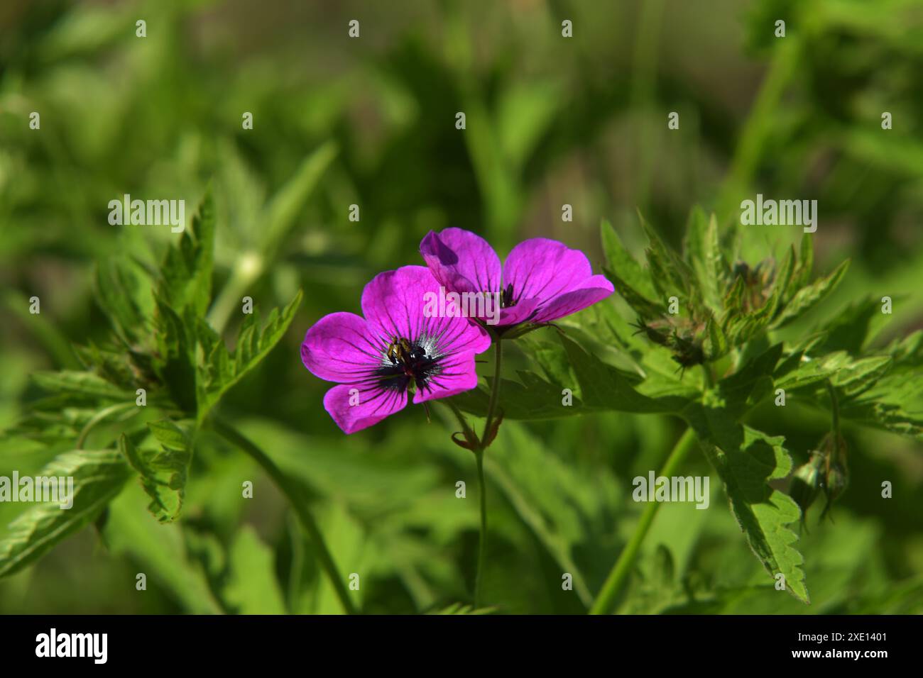 Geranium pratense Foto Stock