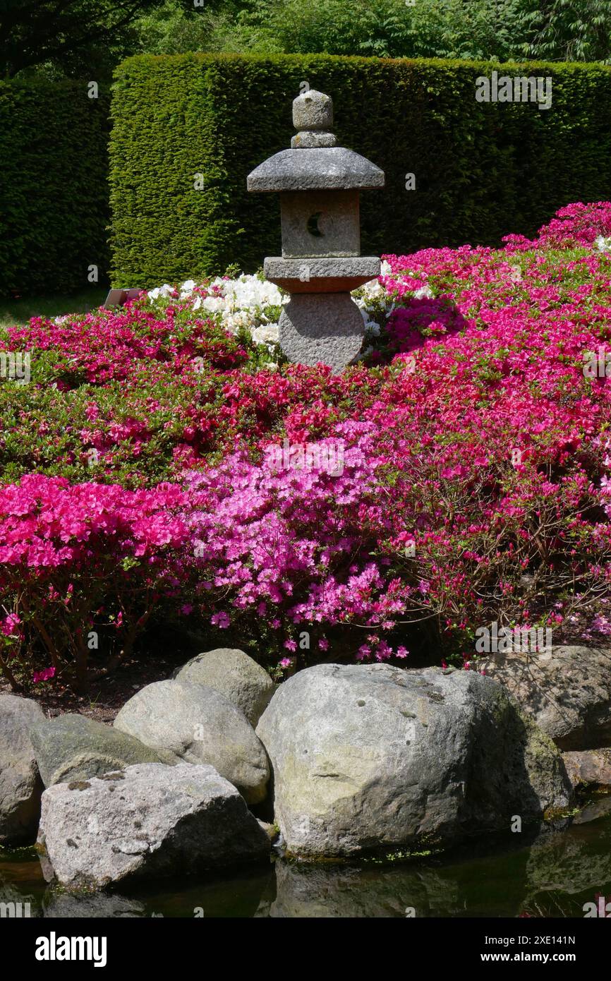 Azalea fiorisce ad Amburgo Foto Stock