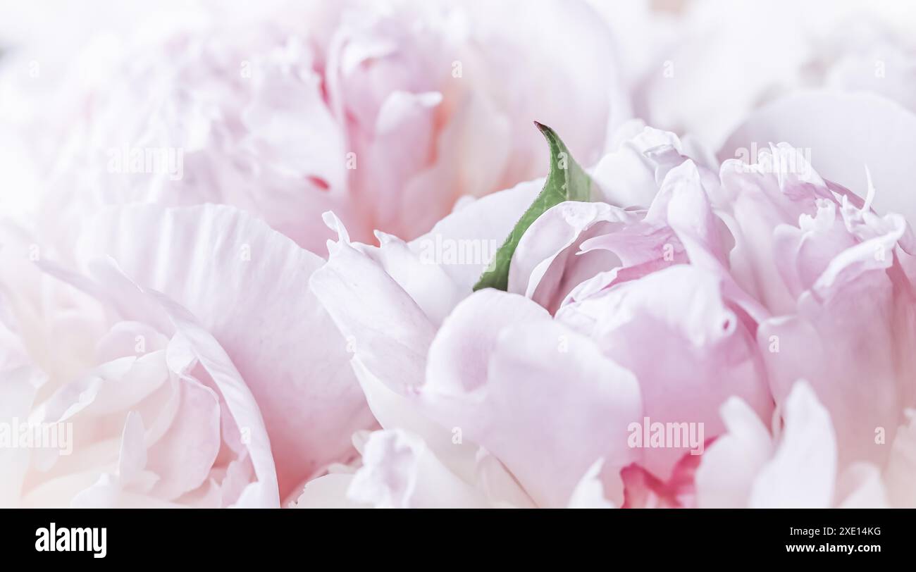 Petali di peonia rosa bianca. Messa a fuoco morbida. Sfondo floreale astratto per il design delle vacanze Foto Stock