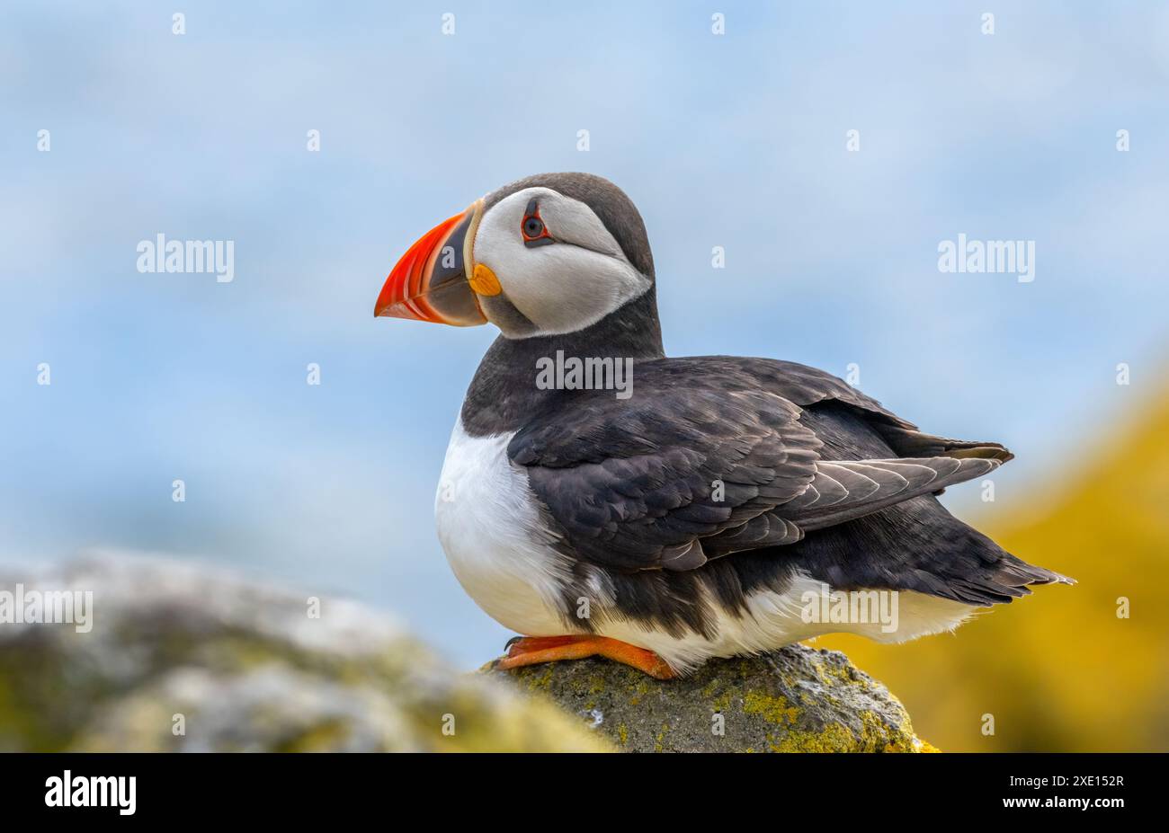 Pulcinelle di mare dell'Atlantico a riposo su una roccia dell'Isola di maggio al sole Foto Stock