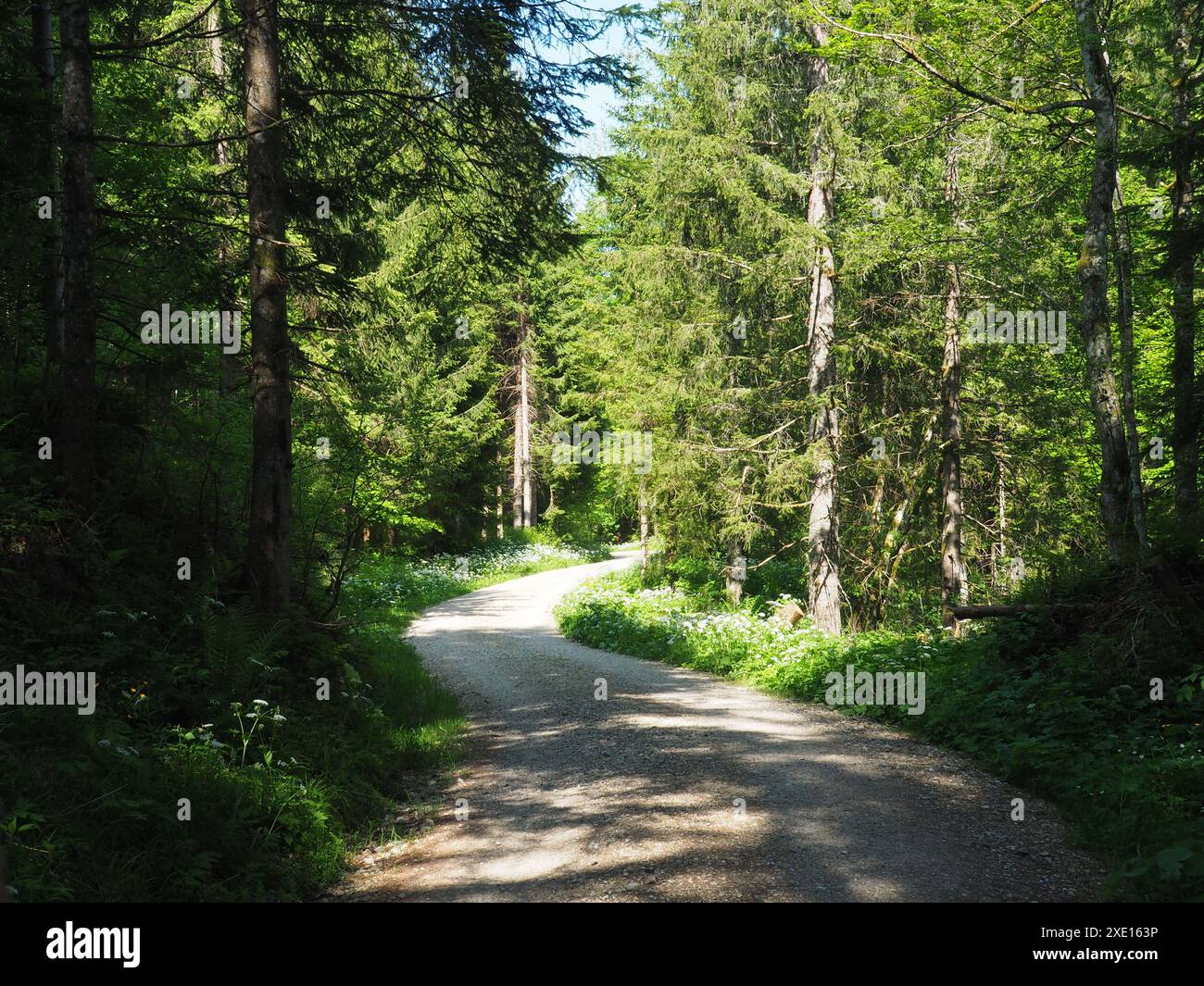 Sentiero forestale, strada forestale su Adelegg vicino a Isny â€‹â€‹(AllgÃ¤u) Foto Stock