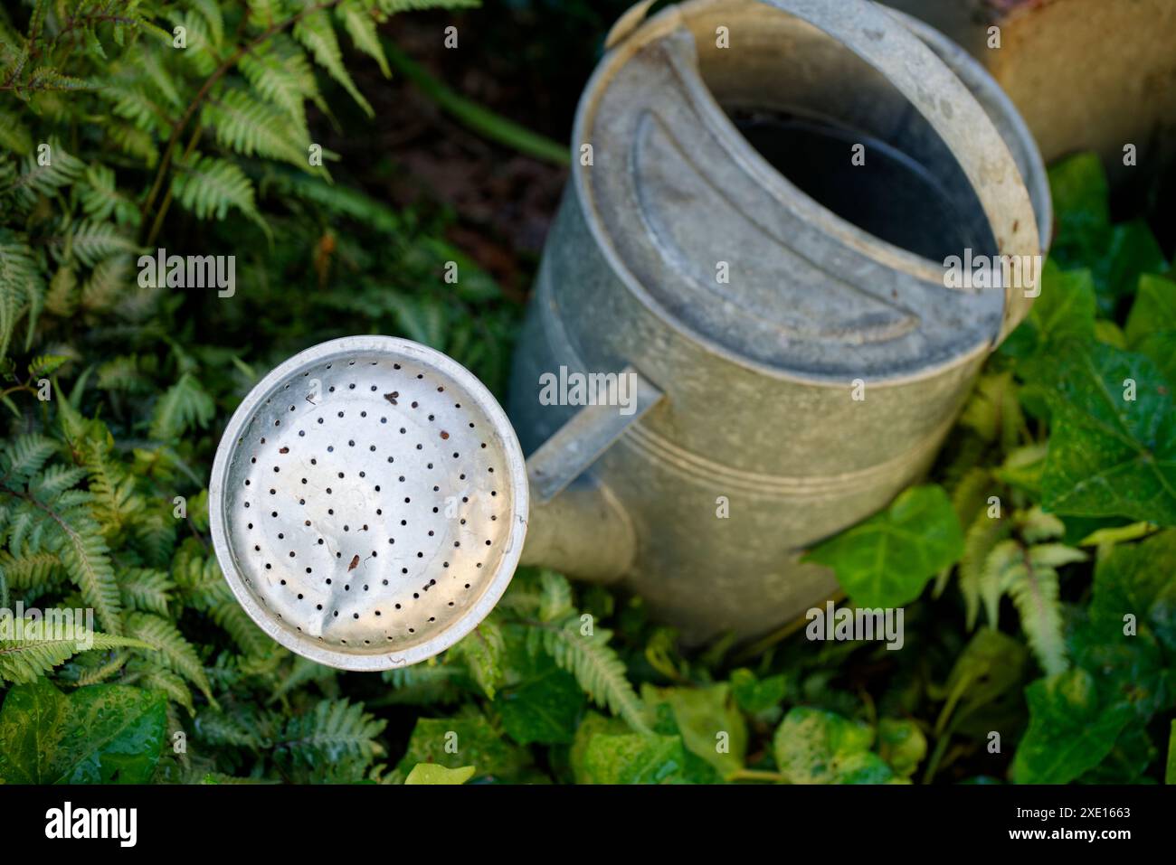 Una lattina da irrigazione in giardino. Una barattolo di metallo con una rosa per innaffiare uniformemente l'acqua su piante come le piogge. Foto Stock