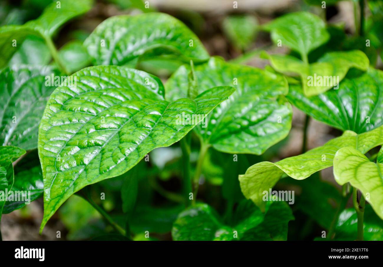 Le foglie di Cha-plu contengono una grande quantità di beta-carotene, che aiuta a nutrire e mantenere la vista. Aiuta a vedere prevenire la cecità notturna, curare le cecità Foto Stock