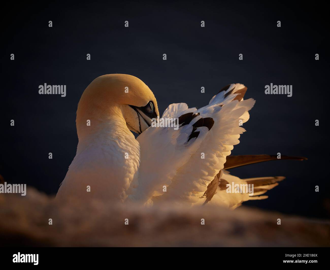 Colpo di un uccello di colonia di terns del nord che nidifica la sera in germania. Ritratto della gannet. Portait in posa gannet settentrionale adulto in natura selvaggia. B Foto Stock