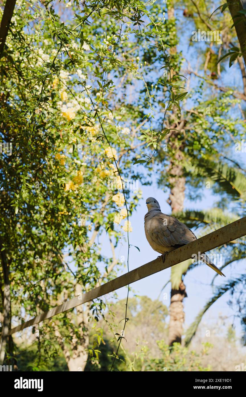 Colomba con colletto con morbide piume grigie e un caratteristico anello nero sul collo arroccato su una trave di metallo nel verde lussureggiante del parco Maria Luísa Foto Stock