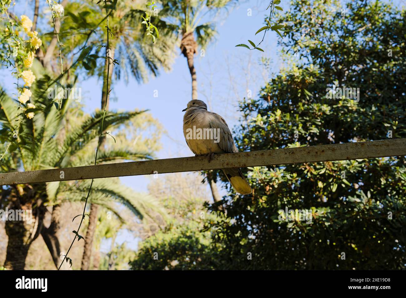 Colomba con colletto con morbide piume grigie e un caratteristico anello nero sul collo arroccato su una trave di metallo nel verde lussureggiante del parco Maria Luísa Foto Stock
