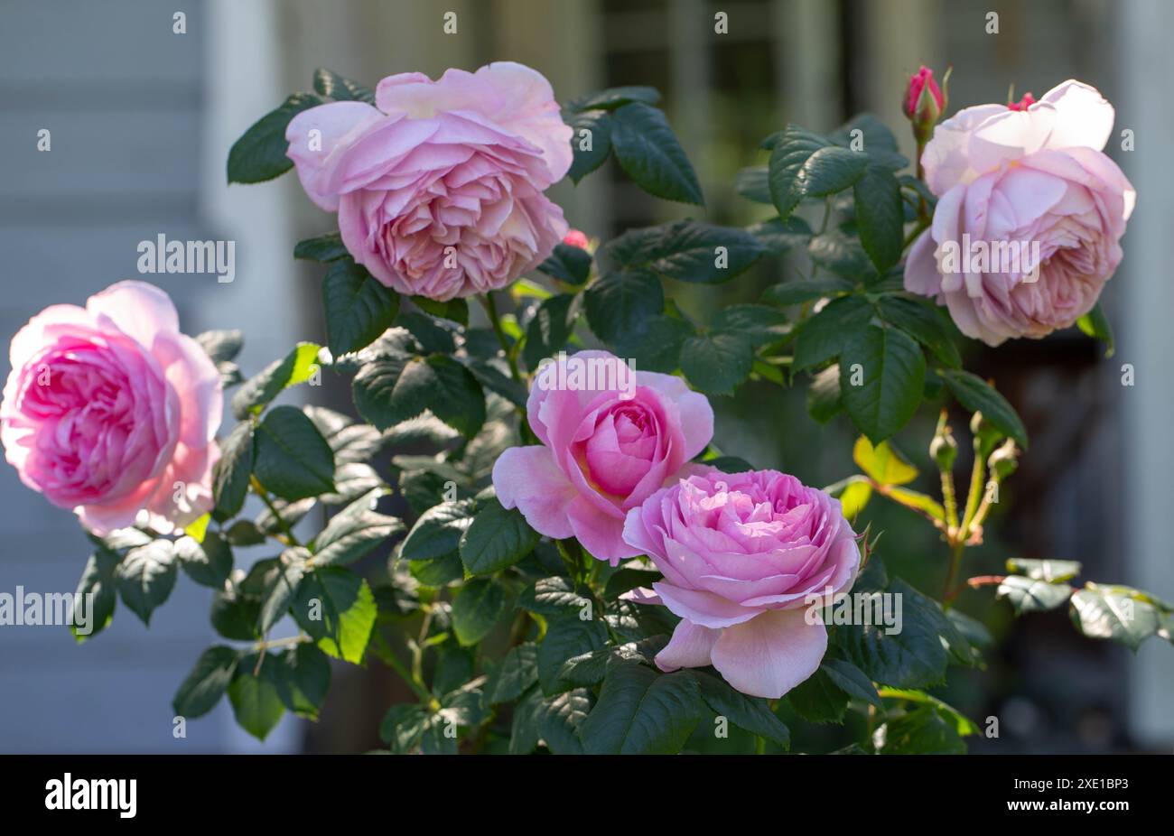 Primo piano di fiori di rose rosa in fiore nel giardino estivo. Inglese: Rosa di Ancient Mariner con volant in fiore. Ammassi freschi Foto Stock