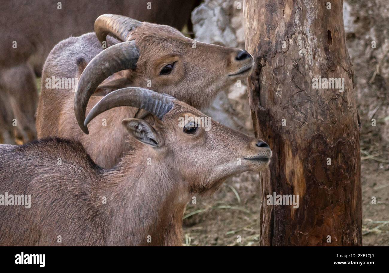 Due giovani capre di montagna con corna ricurve in piedi vicino a un tronco di albero in un habitat naturale Foto Stock