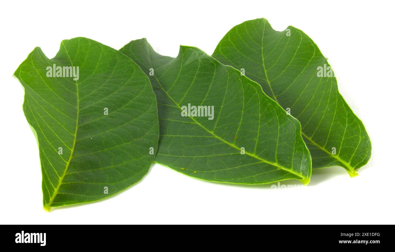 Foglie di noce fresche isolate su sfondo bianco. Foto Stock