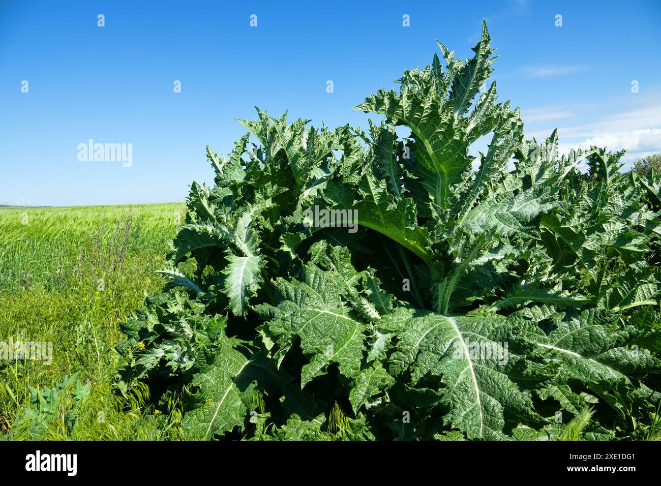 Cardo di cotone scozzese Foto Stock