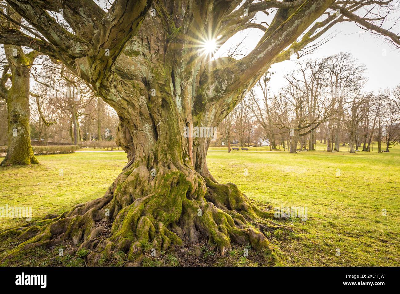 Geografia / viaggi, Germania, Assia, Mighty Old Beech nei giardini termali di Bad Homburg vor der Hoehe, ULTERIORI DIRITTI-CLEARANCE-INFO-NOT-AVAILABLE Foto Stock