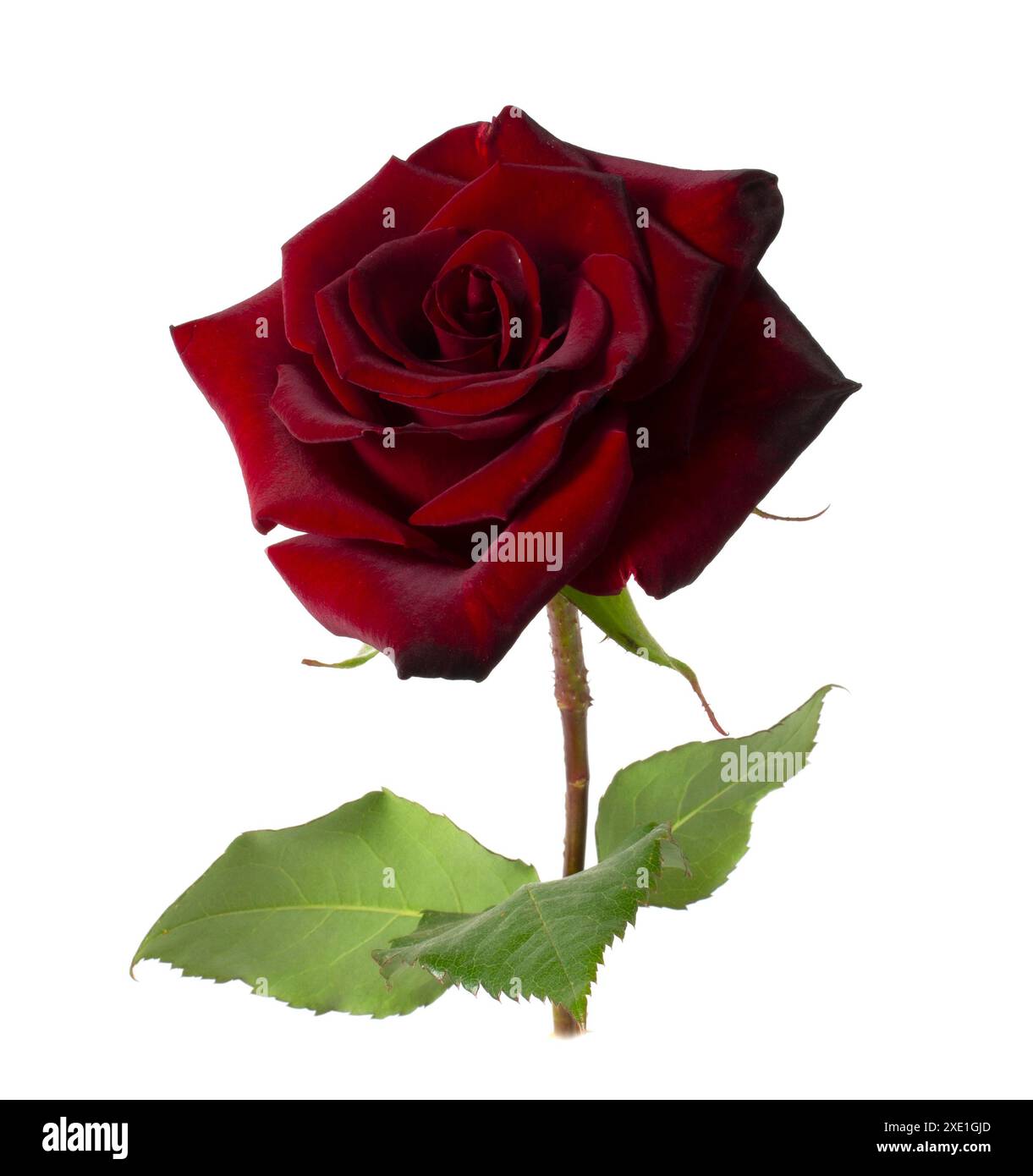 Rosa rossa in fiore isolata su sfondo bianco. Primo piano di un singolo fiore. Foto Stock