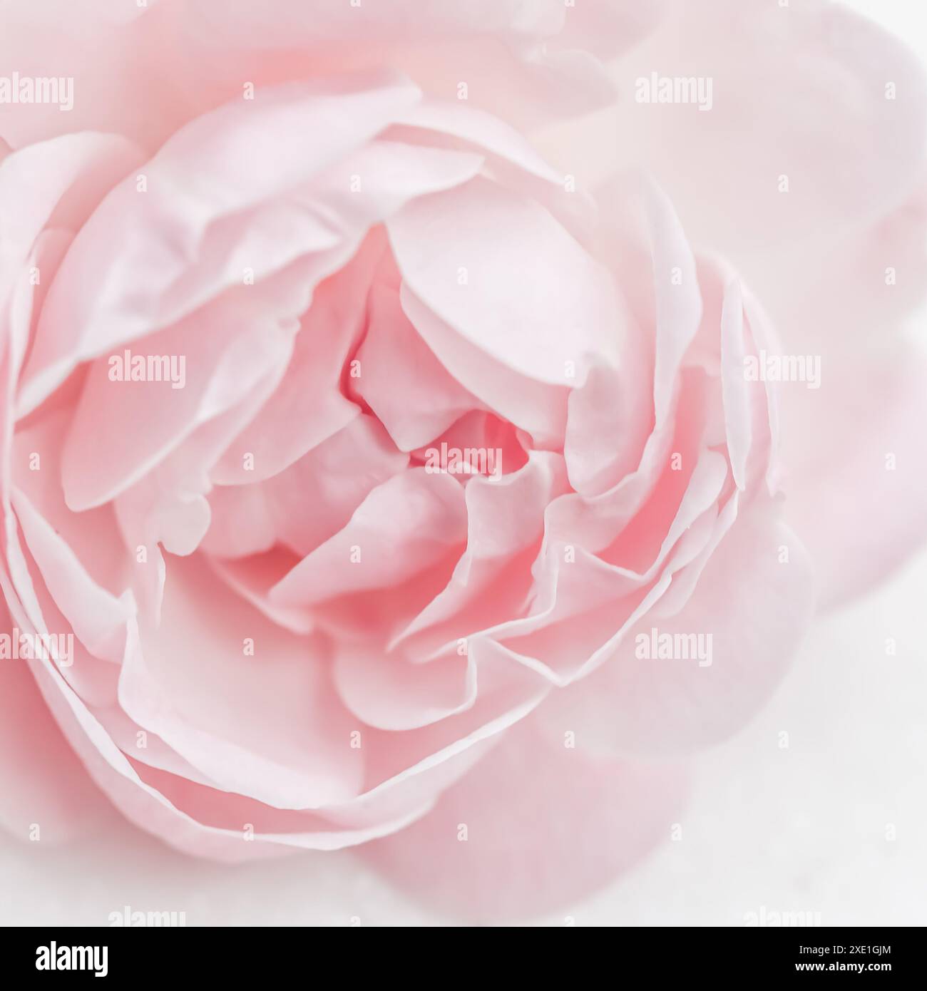 Fiore rosa. Sfondo di fiori macro per il design di un marchio per le vacanze Foto Stock