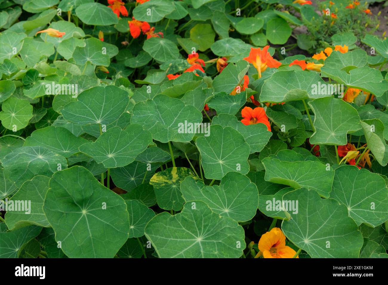 Nasturtium che cresce in un giardino rustico. Giardino del cottage. Giardinaggio. Foto Stock