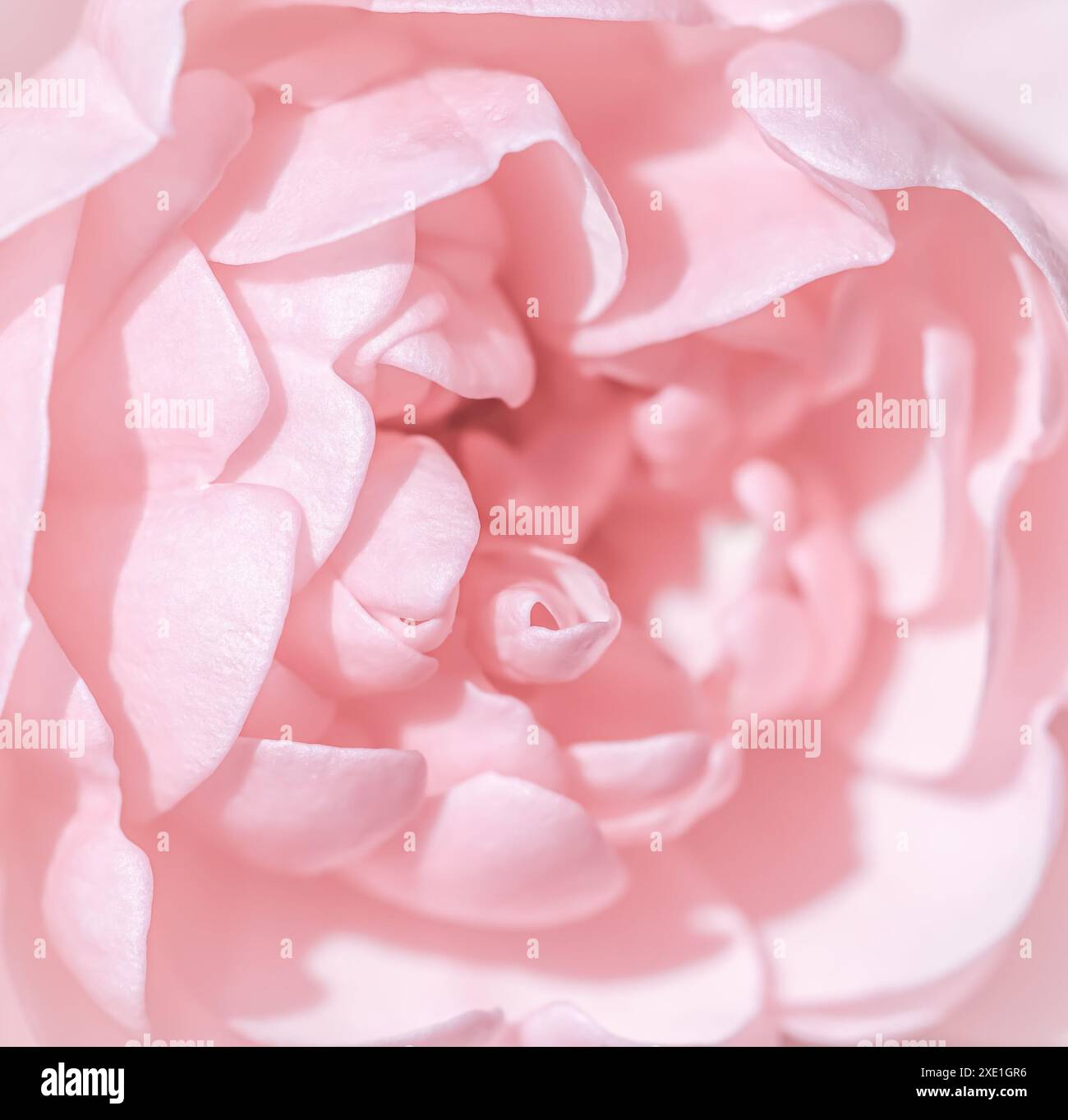 Fiore rosa. Sfondo di fiori macro per il design di un marchio per le vacanze Foto Stock