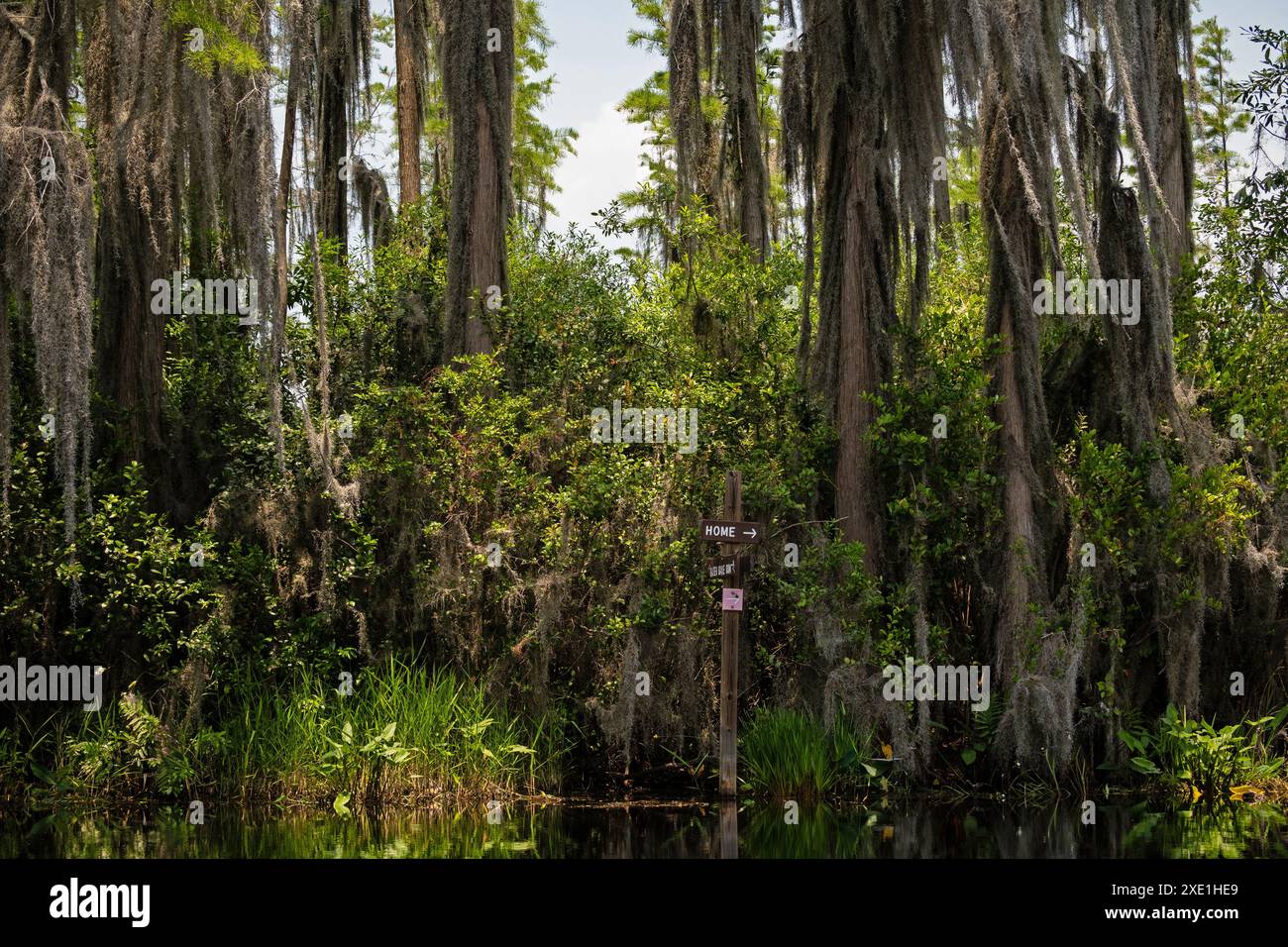 Paesaggio paludoso nell'Okefenokee National Wildlife Refuge in Georgia Foto Stock