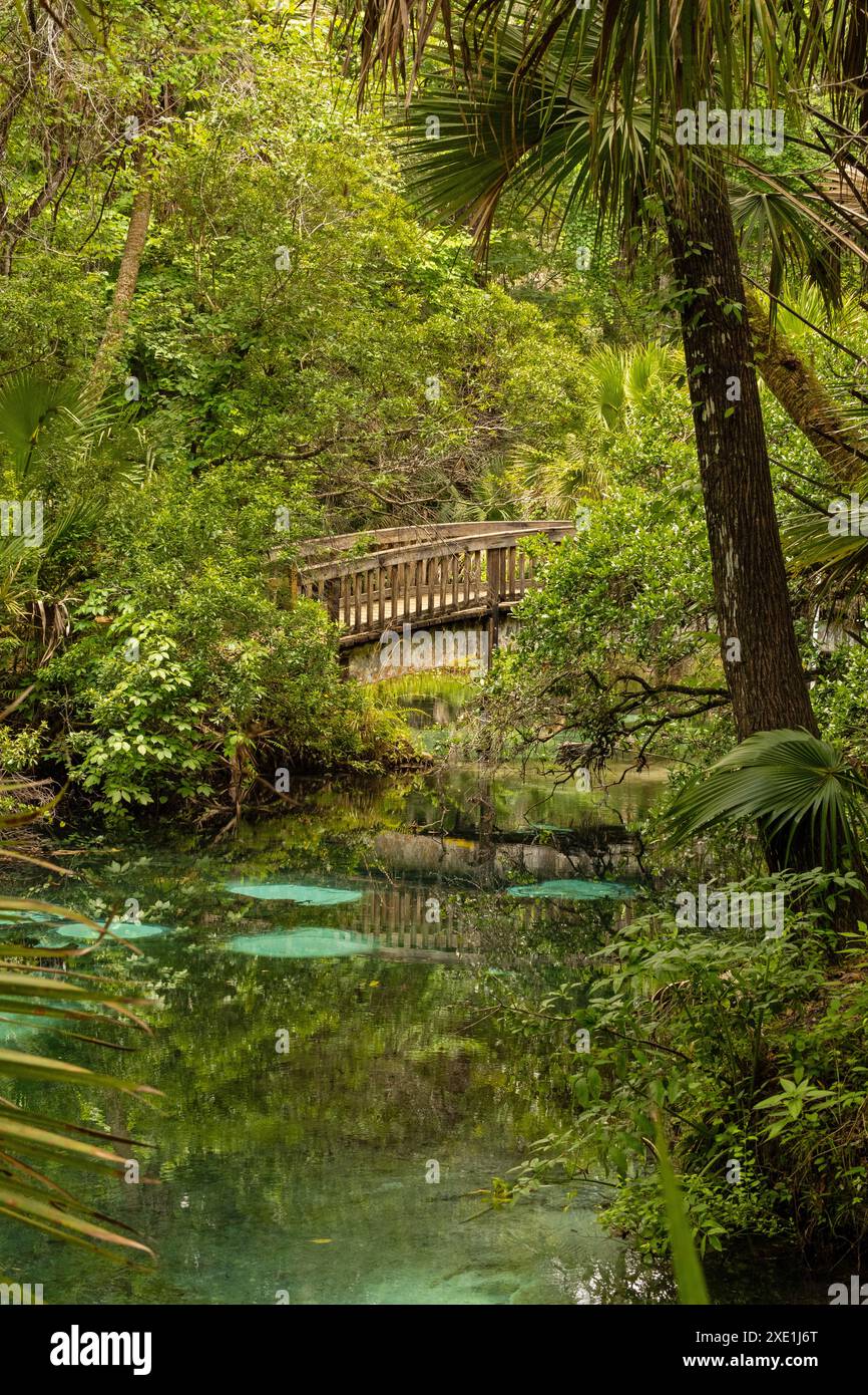 Stagno nell'area ricreativa di Juniper Springs in Florida Foto Stock