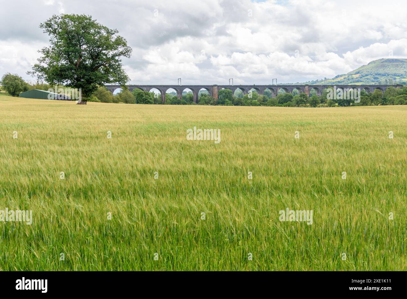 Vecchio viadotto ferroviario all'estremità di un campo d'orzo in un giorno d'estate nuvoloso Foto Stock