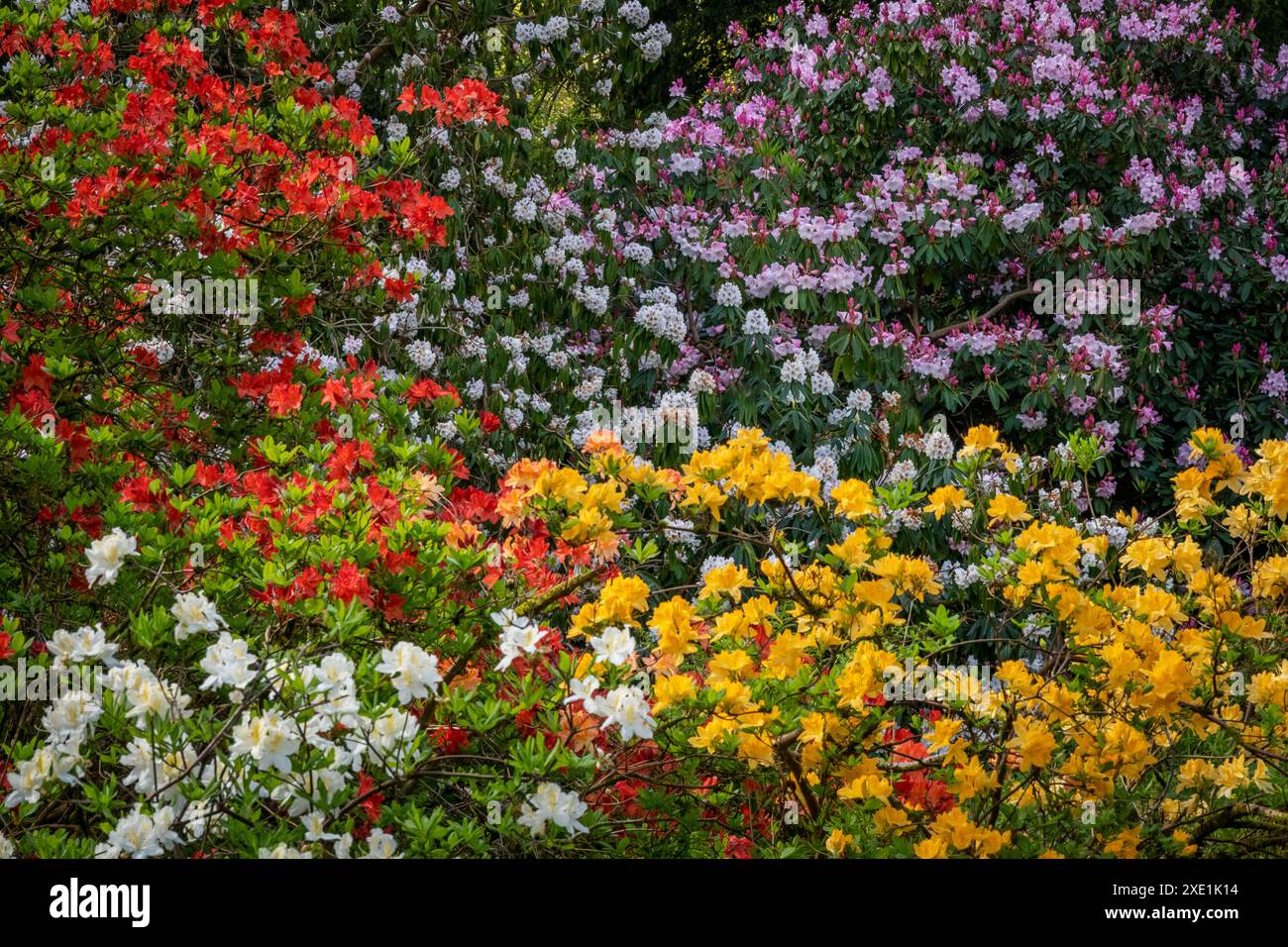 Arbusti di rododendro colorati in un ambiente boschivo Foto Stock